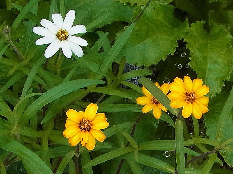 自宅の草花13 38 夏の花 25 メランポジウムとジニア リネアリス Sinichi245のblog