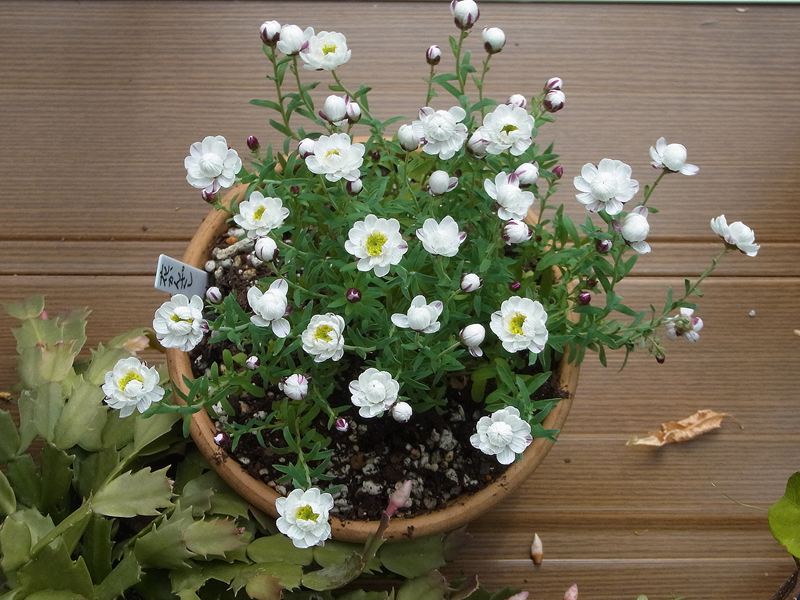 14冬 早春の花 自宅 ４ 花かんざし Sinichi245のblog