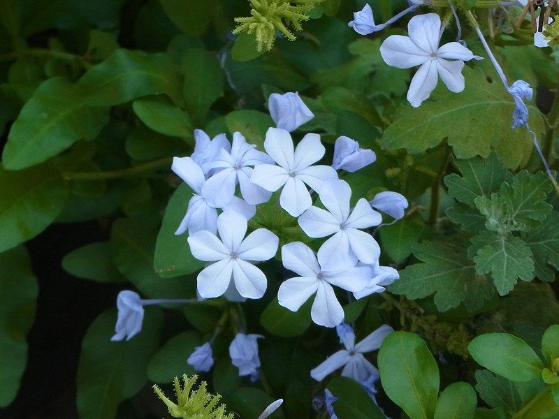 自宅の草花13 28 夏の花 15 デュランタ Sinichi245のblog 自宅の草花13 28 夏の花 15 デュランタ Sinichi245のblog