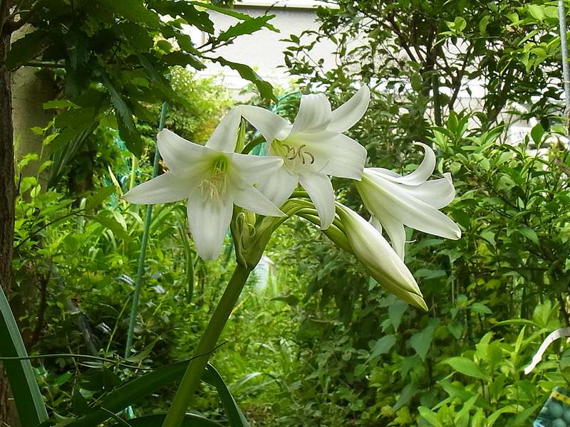 自宅の草花13 17 夏の花 ４ インドハマユウとアガバンサス Sinichi245のblog