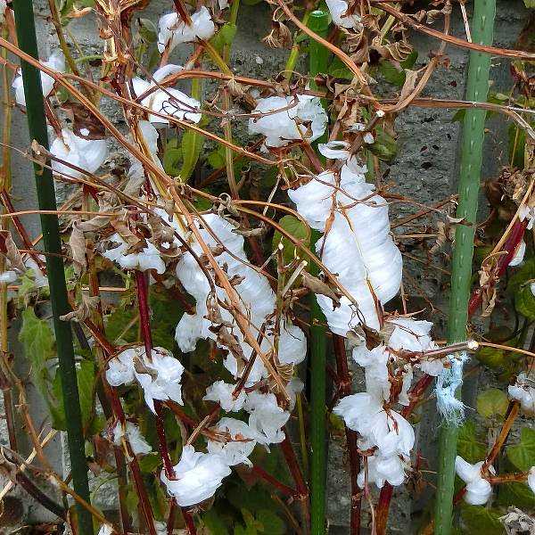 18自宅近辺の花 3 コキネシアの霜柱 Sinichi245のblog 18自宅近辺の花 3 コキネシアの霜柱 Sinichi245のblog