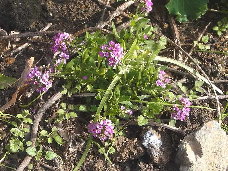 15冬 早春の花 自宅近辺 １ 秋播き草花 1 Sinichi245のblog