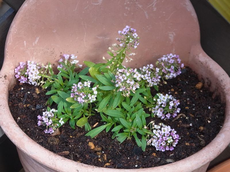 15冬 早春の花 自宅近辺 1 秋播き草花 1 Sinichi245のblog 15冬 早春の花 自宅近辺 1 秋播き草花 1 Sinichi245のblog