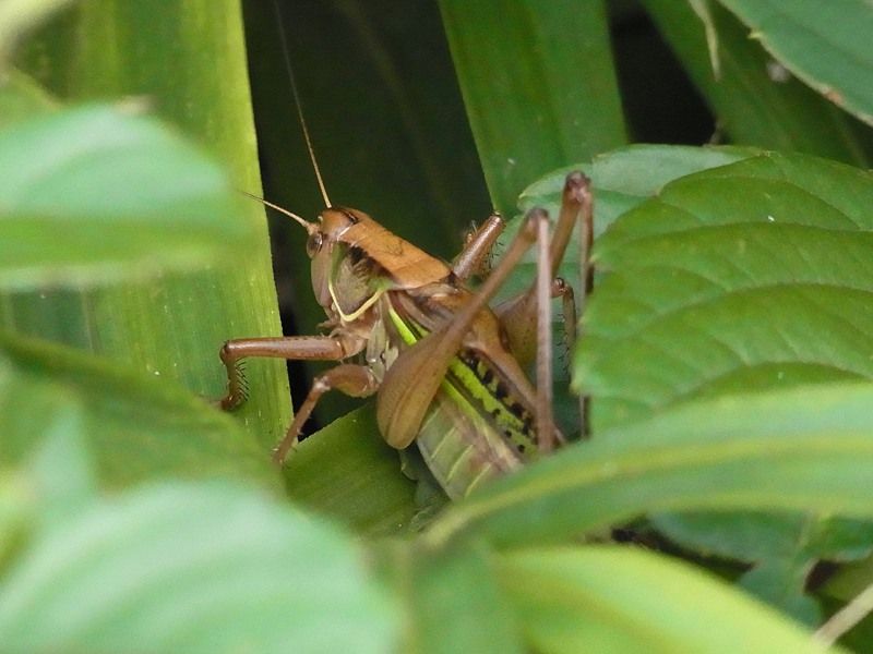 身近な生き物 14年07月