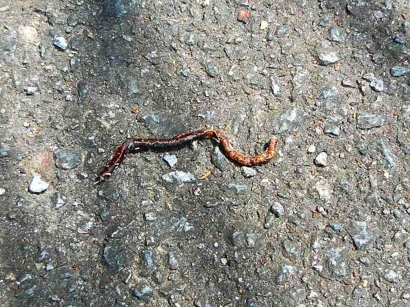 身近な生き物 その他の生物 身近な生き物 その他の生物