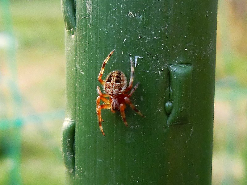 身近な生き物 19クモ 11 4月目撃のクモ 菜園 よく見かけるクモ 種名の見当がつかないクモ