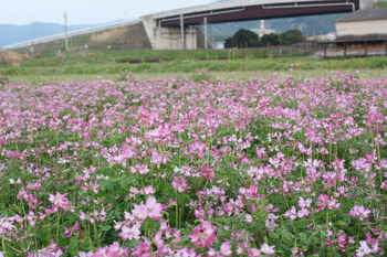 レンゲの花