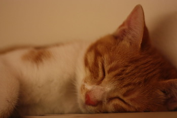 お昼寝中(-_-)゜zzz…