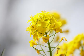 菜の花
