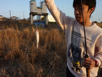 なぜかボラが??