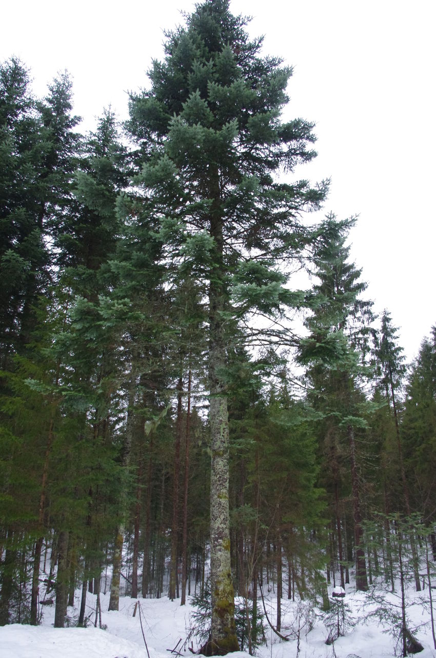 クリスマスツリー ビカビのもみの木だより