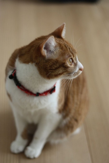 ラン