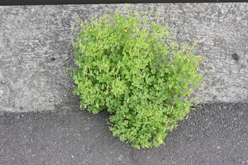 根性