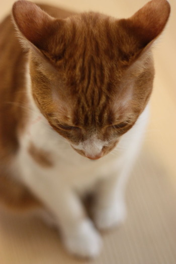 ラン