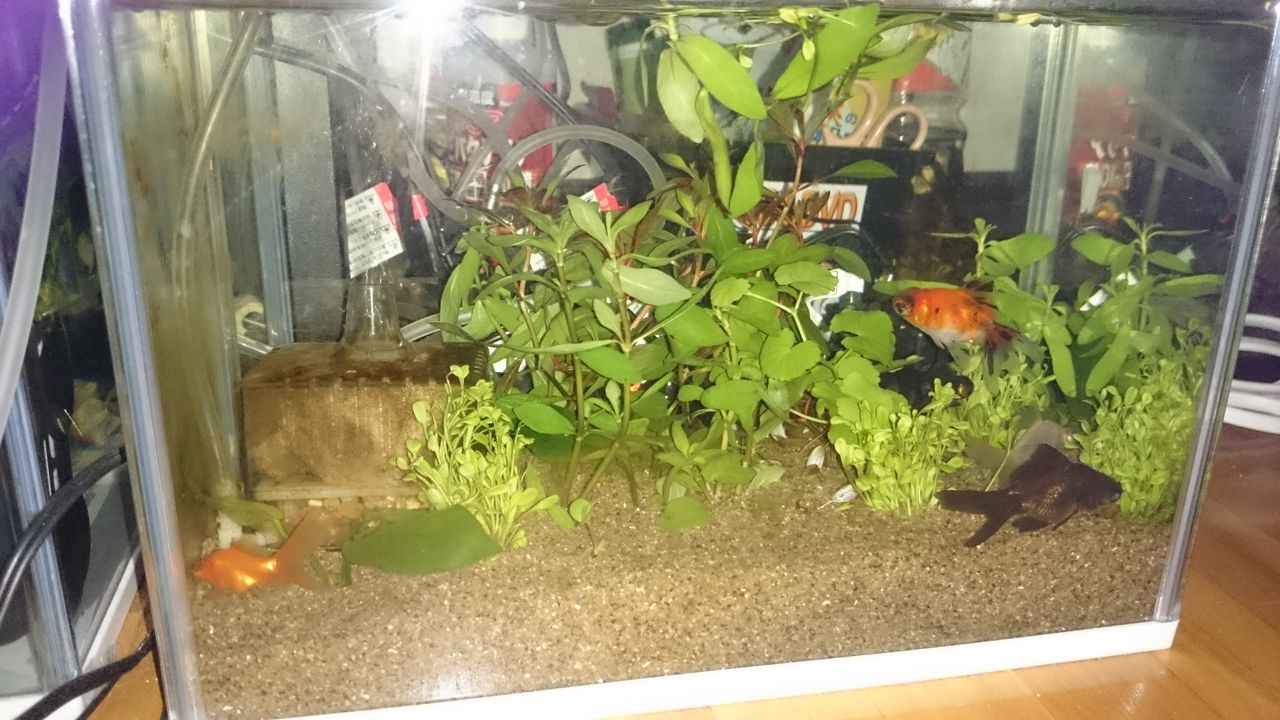 実はこの前 Amazonで金魚買った ジャンクｕの日常日記
