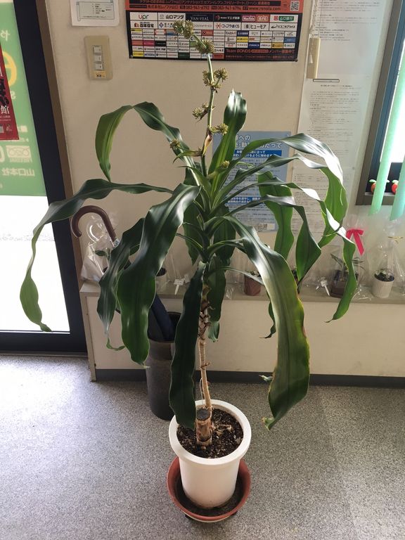 幸福の花は香りでショーブ 津田blog