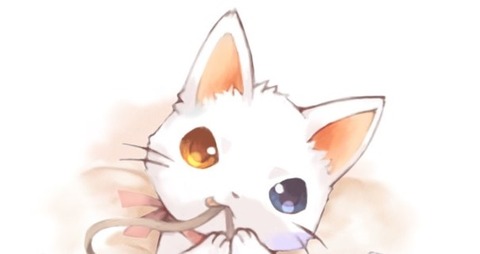 3猫 (3)