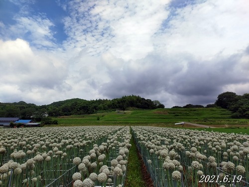 20210619tamanegi