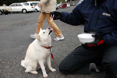 讃岐うどんを食べる犬 09 1 11 すう写真館 讃岐うどんを食べる犬 09 1 11 すう写真館