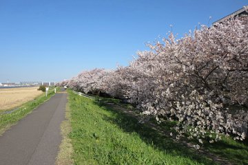 桜：多摩川