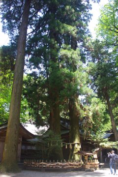 高千穂・夫婦杉