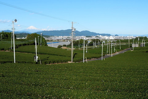 茶畑と富士山