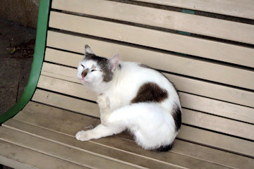 猫:敷島