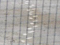 (足跡)