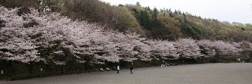 (桜:芦ヶ谷公園)