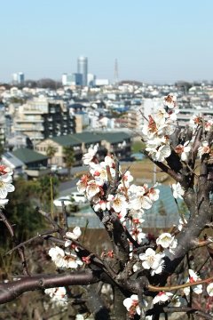 片倉町の梅