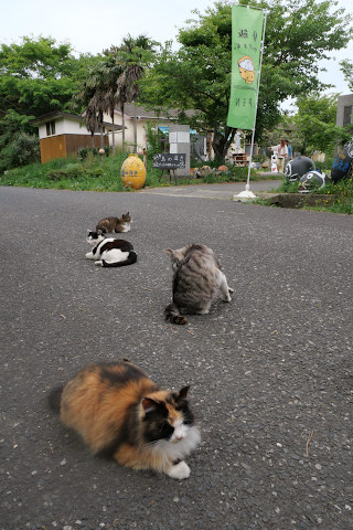 猫:島のえき
