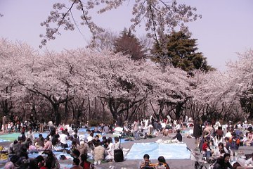 桜：三ツ沢