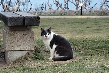 城ヶ島公園の猫