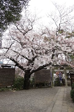 桜：牛天神