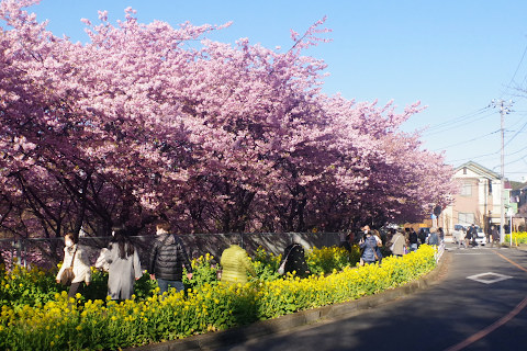 河津桜と菜の花