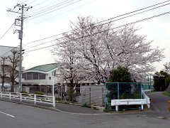 （桜：浦中）