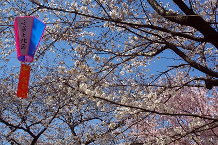 桜：飛鳥山