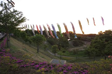 公園の鯉のぼり