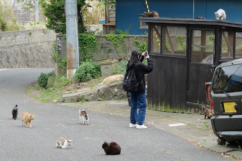 猫:田代島1
