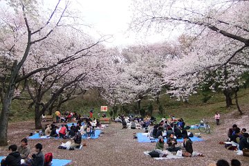 桜：三ツ池公園