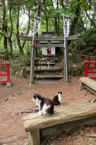 猫神社