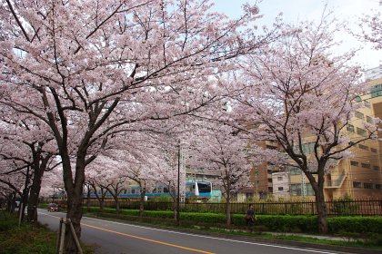 川崎の桜