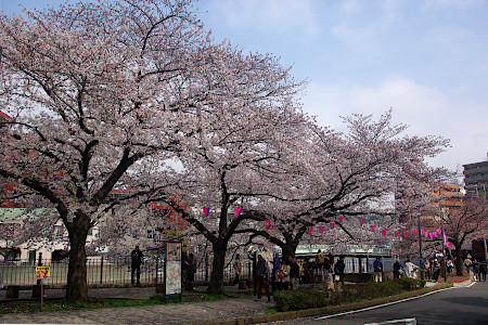 桜:大岡川