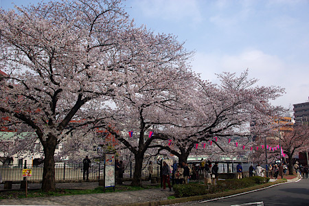 桜：大岡川