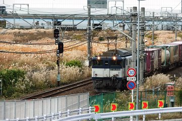 新川崎ススキ