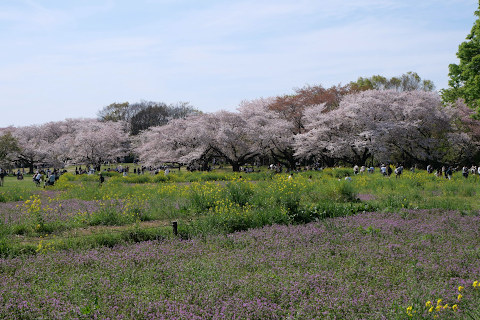 桜：昭和記念公園