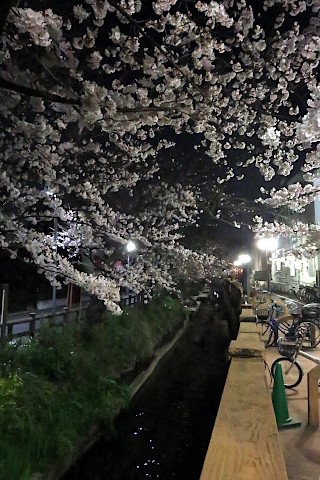 二ヶ領用水の桜