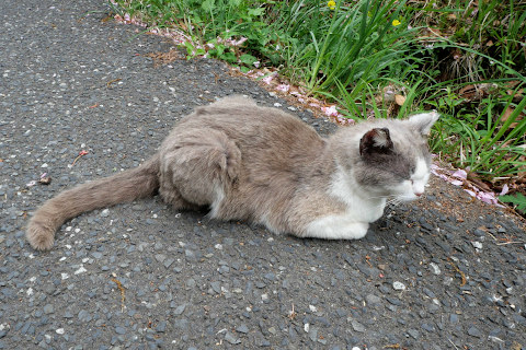 猫:田代島2