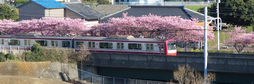 京急河津桜