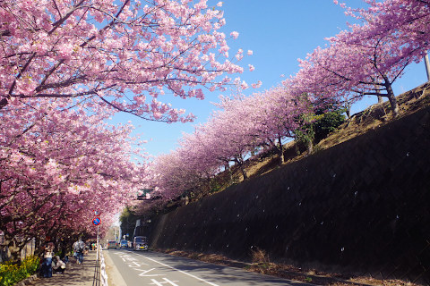 三浦河津桜